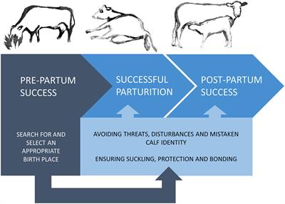 Prepartum Maternal Behavior of Domesticated Cattle: A Comparison with Managed, Feral, and Wild Ungulates